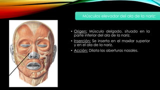 • Origen: Músculo delgado, situado en la
parte inferior del ala de la nariz.
• Inserción: Se inserta en el maxilar superior
y en el ala de la nariz.
• Acción: Dilata las aberturas nasales.
Músculos elevador del ala de la nariz:
 
