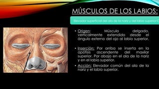 MÚSCULOS DE LOS LABIOS:
• Origen: Músculo delgado,
verticalmente extendido desde el
ángulo externo del ojo al labio superior.
• Inserción: Por arriba se inserta en la
apófisis ascendente del maxilar
superior. Por abajo en el ala de la nariz
y en el labio superior.
• Acción: Elevador común del ala de la
nariz y el labio superior.
Elevador superficial del ala de la nariz y del labio superior:C
 