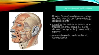 • Origen: Pequeño músculo en forma
de cinta situado por fuera y debajo
del precedente
• Inserción: Por arriba, se inserta en el
maxilar superior, cerca del borde
de la órbita y por abajo en el labio
superior.
• Acción: Levanta hacia arriba el
labio superior.
M. elevador del labio superior
 
