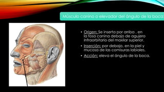 • Origen: Se inserta por arriba , en
la fosa canina debajo de agujero
Infraorbitario del maxilar superior.
• Inserción: por debajo, en la piel y
mucosa de las comisuras labiales.
• Acción: eleva el ángulo de la boca.
Músculo canino o elevador del ángulo de la boca:
 