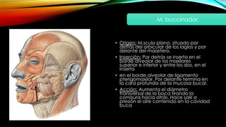 • Origen: M.sculo plano, situado por
detrás del orbicular de los lagios y por
delante del masetero.
• Inserción: Por detrás se inserta en el
borde alveolar de los maxilares
superior e inferior y entre los dos, en el
inserta
• en el borde alveolar de ligamento
pterigomaxilar. Por delante termina en
la cara profunda de la mucosa bucal.
• Acción: Aumenta el diámetro
transversal de la boca tirando la
comisura hacia atrás. Hace salir a
presión el aire contenido en la cavidad
buca
M. buccinador.
 