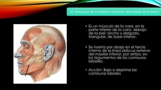 • Es un músculo de la cara, en la
parte inferior de la cara, debajo
de la piel; ancho y delgado,
triangular, de base inferior.
• Se inserta por abajo en el tercio
interno de la línea oblicua externa
del maxilar inferior; por arriba, en
los tegumentos de las comisuras
labiales.
• Acción: Baja o deprime las
comisuras labiales
M. Triangular de los labios o Depresor del ángulo de la boca.
 
