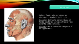 • Origen: Es un músculo triangular
situado a cada lado de la cara.
• Inserción: Se inserta por detrás en el
tejido celular de la region tiroidal y por
delante en la comisura.
• Acción: Baja la comisura; se opone a
los cigomático.
M. risorio:
 