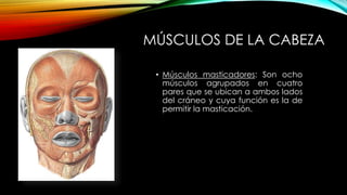 MÚSCULOS DE LA CABEZA
• Músculos masticadores: Son ocho
músculos agrupados en cuatro
pares que se ubican a ambos lados
del cráneo y cuya función es la de
permitir la masticación.
 