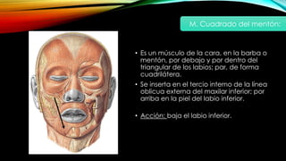 • Es un músculo de la cara, en la barba o
mentón, por debajo y por dentro del
triangular de los labios; par, de forma
cuadrilátera.
• Se inserta en el tercio interno de la línea
oblicua externa del maxilar inferior; por
arriba en la piel del labio inferior.
• Acción: baja el labio inferior.
M. Cuadrado del mentón:
 
