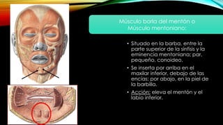 • Situado en la barba, entre la
parte superior de la sínfisis y la
eminencia mentoniana; par,
pequeño, conoideo.
• Se inserta por arriba en el
maxilar inferior, debajo de las
encías; por abajo, en la piel de
la barbilla.
• Acción: eleva el mentón y el
labio inferior.
Músculo borla del mentón o
Músculo mentoniano:
 