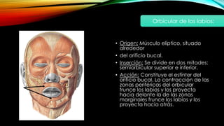 • Origen: Músculo elíptico, situado
alrededor
• del orificio bucal.
• Inserción: Se divide en dos mitades:
semiorbicular superior e inferior.
• Acción: Constituye el esfínter del
orificio bucal. La contracción de las
zonas periféricas del orbicular
frunce los labios y los proyecta
hacia delante la de las zonas
marginales frunce los labios y los
proyecta hacia atrás.
Orbicular de los labios:
 