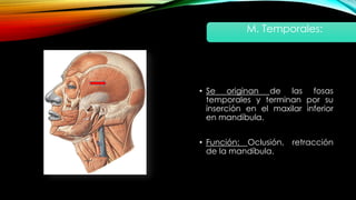 • Se originan de las fosas
temporales y terminan por su
inserción en el maxilar inferior
en mandíbula.
• Función: Oclusión, retracción
de la mandíbula.
M. Temporales:
 