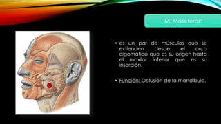 • es un par de músculos que se
extienden desde el arco
cigomático que es su origen hasta
el maxilar inferior que es su
inserción.
• Función: Oclusión de la mandíbula.
M. Maseteros:
 