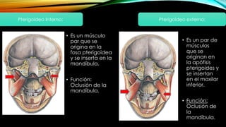 • Es un par de
músculos
que se
originan en
la apófisis
pterigoides y
se insertan
en el maxilar
inferior.
• Función:
Oclusión de
la
mandíbula.
Pterigoideo externo:Pterigoideo Interno:
• Es un músculo
par que se
origina en la
fosa pterigoidea
y se inserta en la
mandíbula.
• Función:
Oclusión de la
mandíbula.
 