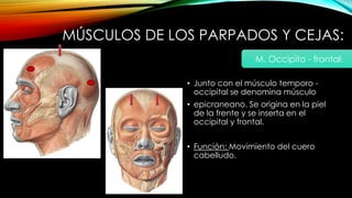 MÚSCULOS DE LOS PARPADOS Y CEJAS:
• Junto con el músculo temporo -
occipital se denomina músculo
• epicraneano. Se origina en la piel
de la frente y se inserta en el
occipital y frontal.
• Función: Movimiento del cuero
cabelludo.
M. Occipìto - frontal:
 