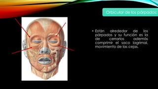 • Están alrededor de los
párpados y su función es la
de cerrarlos además
comprimir el saco lagrimal,
movimiento de las cejas.
Orbicular de los párpados:
 