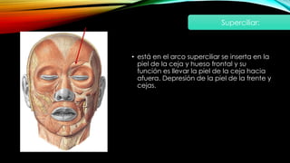 • está en el arco superciliar se inserta en la
piel de la ceja y hueso frontal y su
función es llevar la piel de la ceja hacia
afuera. Depresión de la piel de la frente y
cejas.
Superciliar:
 