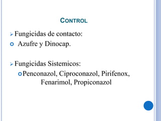 CONTROL
 Fungicidas de contacto:
 Azufre y Dinocap.
 Fungicidas Sistemicos:
Penconazol, Ciproconazol, Pirifenox,
Fenarimol, Propiconazol
 
