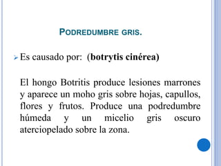 PODREDUMBRE GRIS.
 Es causado por: (botrytis cinérea)
El hongo Botritis produce lesiones marrones
y aparece un moho gris sobre hojas, capullos,
flores y frutos. Produce una podredumbre
húmeda y un micelio gris oscuro
aterciopelado sobre la zona.
 