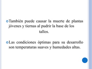 También puede causar la muerte de plantas
jóvenes y tiernas al pudrir la base de los
tallos.
Las condiciones óptimas para su desarrollo
son temperaturas suaves y humedades altas.
 