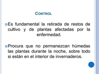 CONTROL
Es fundamental la retirada de restos de
cultivo y de plantas afectadas por la
enfermedad.
Procura que no permanezcan húmedas
las plantas durante la noche, sobre todo
si están en el interior de invernaderos.
 