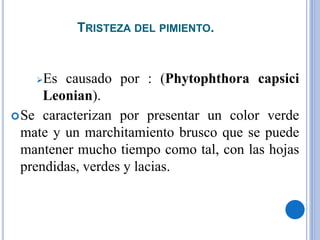 TRISTEZA DEL PIMIENTO.
Es causado por : (Phytophthora capsici
Leonian).
Se caracterizan por presentar un color verde
mate y un marchitamiento brusco que se puede
mantener mucho tiempo como tal, con las hojas
prendidas, verdes y lacias.
 