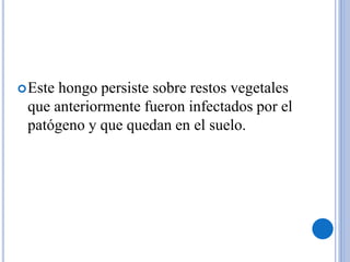 Este hongo persiste sobre restos vegetales
que anteriormente fueron infectados por el
patógeno y que quedan en el suelo.
 