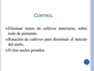 CONTROL
Eliminar restos de cultivos anteriores, sobre
todo de pimiento.
Rotación de cultivos para disminuir el inóculo
del suelo.
Evitar suelos pesados.
 