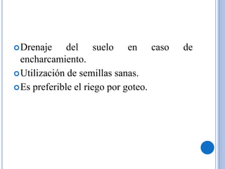 Drenaje del suelo en caso de
encharcamiento.
Utilización de semillas sanas.
Es preferible el riego por goteo.
 