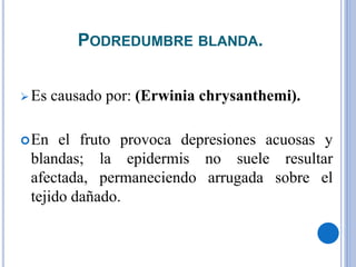 PODREDUMBRE BLANDA.
 Es causado por: (Erwinia chrysanthemi).
En el fruto provoca depresiones acuosas y
blandas; la epidermis no suele resultar
afectada, permaneciendo arrugada sobre el
tejido dañado.
 