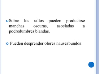 Sobre los tallos pueden producirse
manchas oscuras, asociadas a
podredumbres blandas.
 Pueden desprender olores nauseabundos
 
