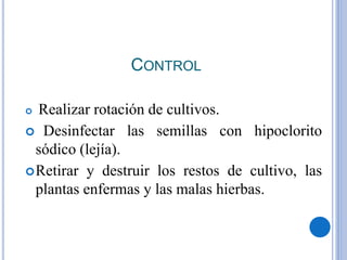 CONTROL
 Realizar rotación de cultivos.
 Desinfectar las semillas con hipoclorito
sódico (lejía).
Retirar y destruir los restos de cultivo, las
plantas enfermas y las malas hierbas.
 