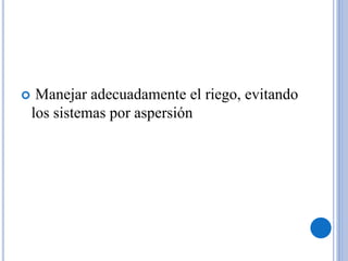  Manejar adecuadamente el riego, evitando
los sistemas por aspersión
 