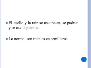 El cuello y la raíz se oscurecen, se pudren
y se cae la plantita.
Lo normal son rodales en semilleros.
 