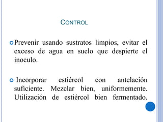 CONTROL
Prevenir usando sustratos limpios, evitar el
exceso de agua en suelo que despierte el
inoculo.
 Incorporar estiércol con antelación
suficiente. Mezclar bien, uniformemente.
Utilización de estiércol bien fermentado.
 
