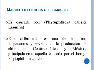 MARCHITES FUNGOSA O FUSARIOSIS.
Es causada por: (Phytophthora capsici
Leonina)
Esta enfermedad es una de las más
importantes y severas en la producción de
chile en Centroamérica y México;
principalmente aquella causada por el hongo
Phytophthora capsici.
 