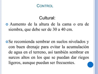 CONTROL
Cultural:
 Aumento de la altura de la cama o era de
siembra, que debe ser de 30 a 40 cm.
Se recomienda sembrar en suelos nivelados y
con buen drenaje para evitar la acumulación
de agua en el terreno, así también sembrar en
surcos altos en los que se puedan dar riegos
ligeros, aunque puedan ser frecuentes.
 