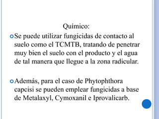 Químico:
Se puede utilizar fungicidas de contacto al
suelo como el TCMTB, tratando de penetrar
muy bien el suelo con el producto y el agua
de tal manera que llegue a la zona radicular.
Además, para el caso de Phytophthora
capcisi se pueden emplear fungicidas a base
de Metalaxyl, Cymoxanil e Iprovalicarb.
 