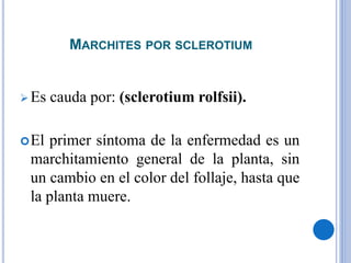 MARCHITES POR SCLEROTIUM
 Es cauda por: (sclerotium rolfsii).
El primer síntoma de la enfermedad es un
marchitamiento general de la planta, sin
un cambio en el color del follaje, hasta que
la planta muere.
 