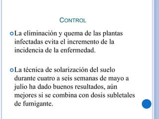 CONTROL
La eliminación y quema de las plantas
infectadas evita el incremento de la
incidencia de la enfermedad.
La técnica de solarización del suelo
durante cuatro a seis semanas de mayo a
julio ha dado buenos resultados, aún
mejores si se combina con dosis subletales
de fumigante.
 