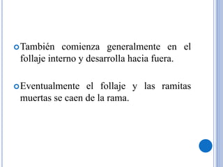 También comienza generalmente en el
follaje interno y desarrolla hacia fuera.
Eventualmente el follaje y las ramitas
muertas se caen de la rama.
 