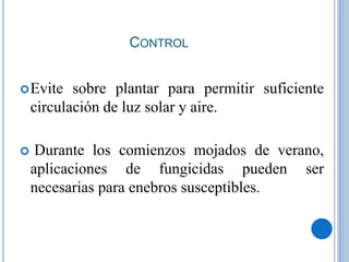 CONTROL
Evite sobre plantar para permitir suficiente
circulación de luz solar y aire.
 Durante los comienzos mojados de verano,
aplicaciones de fungicidas pueden ser
necesarias para enebros susceptibles.
 