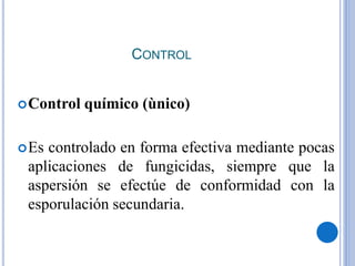 CONTROL
Control químico (ùnico)
Es controlado en forma efectiva mediante pocas
aplicaciones de fungicidas, siempre que la
aspersión se efectúe de conformidad con la
esporulación secundaria.
 
