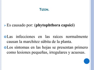 TIZON.
 Es causado por: (phytophthora capsici)
Las infecciones en las raíces normalmente
causan la marchitez súbita de la planta.
Los síntomas en las hojas se presentan primero
como lesiones pequeñas, irregulares y acuosas.
 