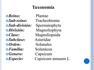 Taxonomía
Reino: Plantae
Sub-reino: Tracheobionta
Sub-división: Spermatophyta
División: Magnoliophyta
Clase: Magnoliopsida
Subclase: Asteridae
Orden: Solanales
Familia: Solanácea
Genero: Capsicum
Especie: Capsicum annuum L
 
