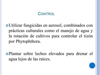 CONTROL
Utilizar fungicidas en aerosol, combinados con
prácticas culturales como el manejo de agua y
la rotación de cultivos para controlar el tizón
por Phytophthora.
Plantar sobre lechos elevados para drenar el
agua lejos de las raíces.
 