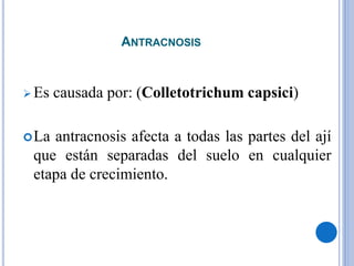 ANTRACNOSIS
 Es causada por: (Colletotrichum capsici)
La antracnosis afecta a todas las partes del ají
que están separadas del suelo en cualquier
etapa de crecimiento.
 