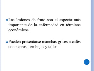 Las lesiones de fruto son el aspecto más
importante de la enfermedad en términos
económicos.
Pueden presentarse manchas grises a cafés
con necrosis en hojas y tallos.
 