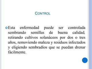 CONTROL
Esta enfermedad puede ser controlada
sembrando semillas de buena calidad,
retirando cultivos solanáceos por dos o tres
años, removiendo maleza y residuos infectados
y eligiendo sembradíos que se puedan drenar
fácilmente.
 