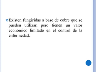 Existen fungicidas a base de cobre que se
pueden utilizar, pero tienen un valor
económico limitado en el control de la
enfermedad.
 
