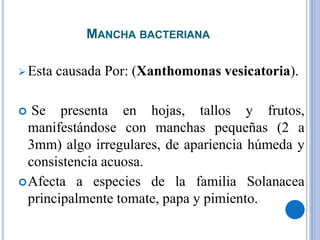 MANCHA BACTERIANA
 Esta causada Por: (Xanthomonas vesicatoria).
 Se presenta en hojas, tallos y frutos,
manifestándose con manchas pequeñas (2 a
3mm) algo irregulares, de apariencia húmeda y
consistencia acuosa.
Afecta a especies de la familia Solanacea
principalmente tomate, papa y pimiento.
 