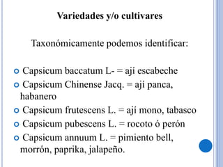 Variedades y/o cultivares
Taxonómicamente podemos identificar:
 Capsicum baccatum L- = ají escabeche
 Capsicum Chinense Jacq. = ají panca,
habanero
 Capsicum frutescens L. = ají mono, tabasco
 Capsicum pubescens L. = rocoto ó perón
 Capsicum annuum L. = pimiento bell,
morrón, paprika, jalapeño.
 