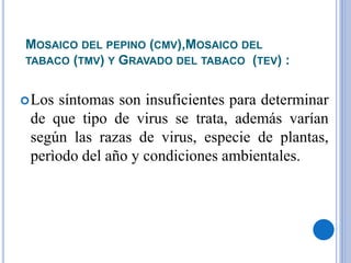MOSAICO DEL PEPINO (CMV),MOSAICO DEL
TABACO (TMV) Y GRAVADO DEL TABACO (TEV) :
Los síntomas son insuficientes para determinar
de que tipo de virus se trata, además varían
según las razas de virus, especie de plantas,
perìodo del año y condiciones ambientales.
 