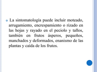  La sintomatología puede incluir moteado,
arrugamiento, encrespamiento o rizado en
las hojas y rayado en el peciolo y tallos,
también en frutos ásperos, pequeños,
manchados y deformados, enanismo de las
plantas y caída de los frutos.
 